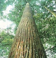 木には光をやわらげ紫外線を吸収する特性があり、また美しい木目には知的発達を促進する働きもあります。

さらに、適度な吸音性もあり、心地良い居住空間をつくり出します。