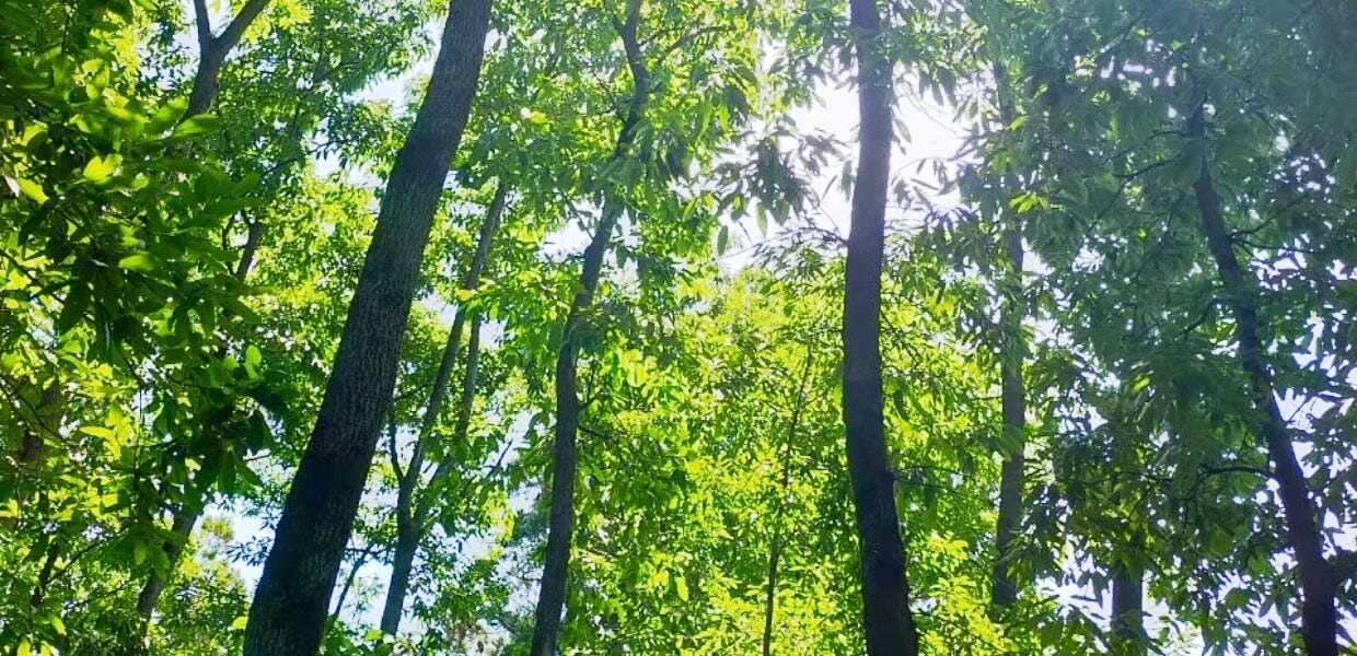 宮崎の県産材、飫肥杉（おびすぎ）をはじめ、多種多様な無垢材を使用。
