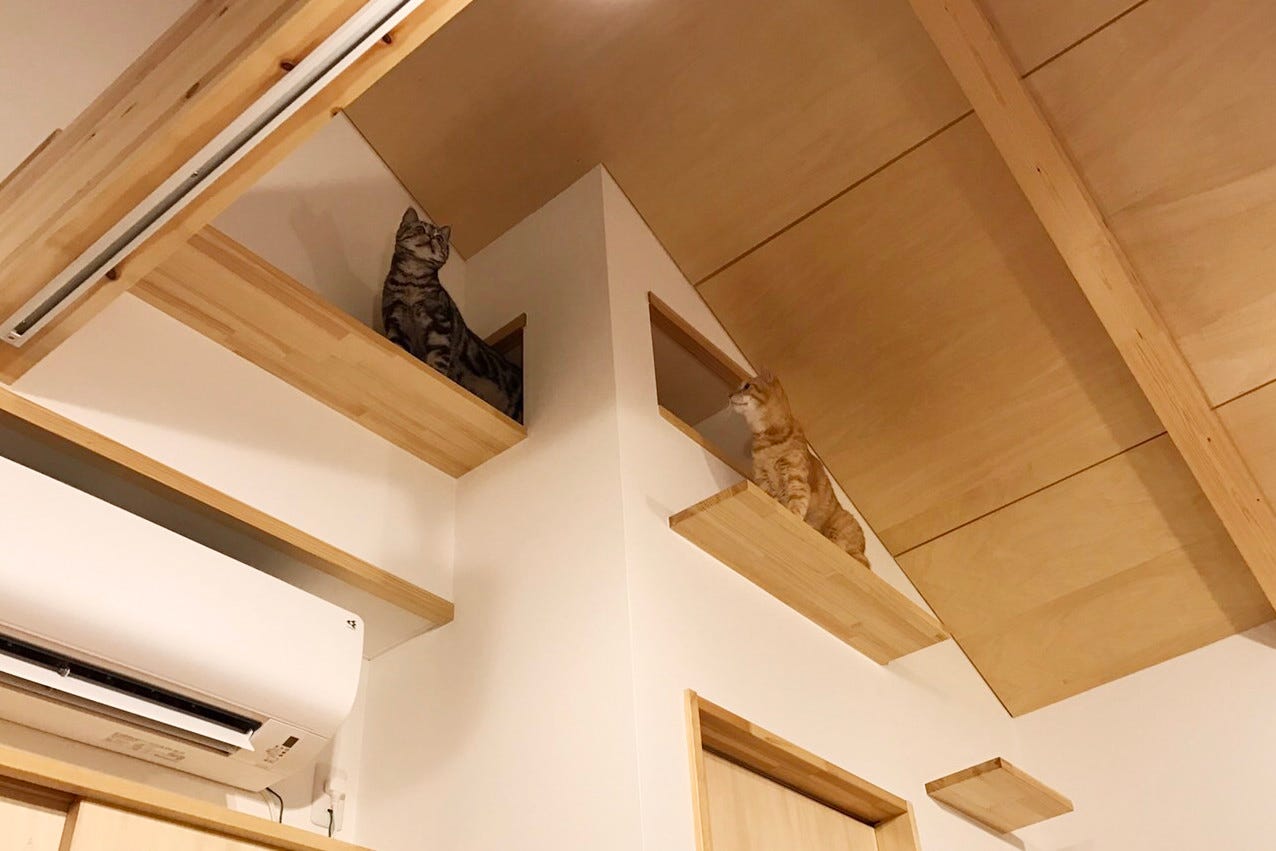 猫との快適な暮らしに！キャットウォークの魅力と注意点などを徹底解説 (猫の運動不足解消やストレス軽減に効果的とされているキャットウォーク。高いところを好む習性をもつ猫たちに大人気の設備です。猫たちは、自由に遊びまわったりくつろいだりして、様々な楽しみ方を見つけているようです。そこで今回は、「キャットウォーク」のメリットや注意点をご紹介していきます。)