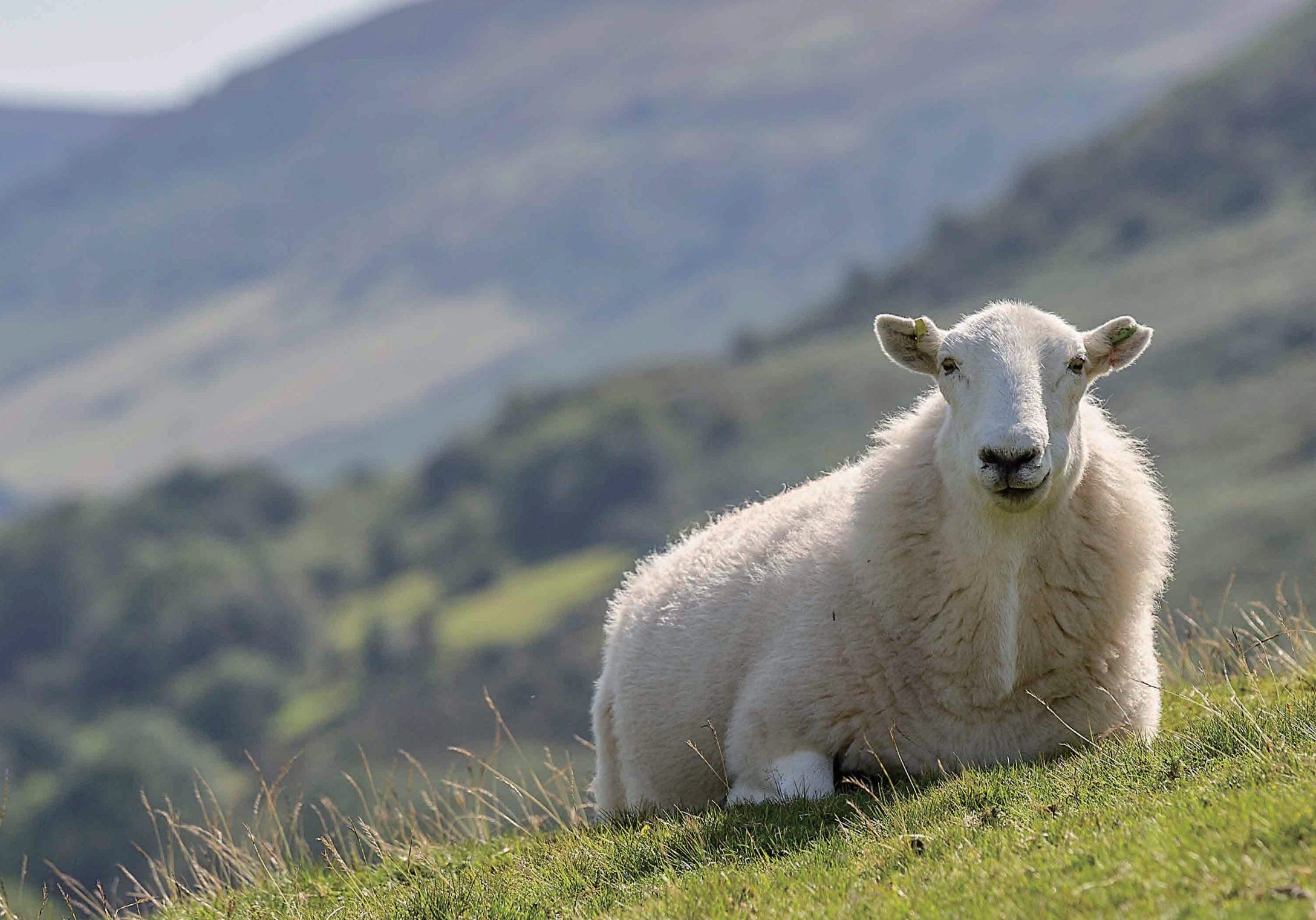 01.羊毛断熱材サーモウール