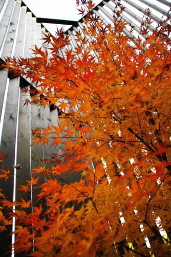 一年に一度の最良の紅葉を、家族が思い思いの最良の場所から眺め楽しむ家。
建物の外壁や格子が黒い色をしているのは、紅葉の赤と銀杏の黄色が映えることを狙ったもの。庭は絶対に南と言う固定観念を捨て、北庭を愛でる三世代が楽しく暮らす家。